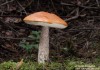 křemenáč březový (Houby), Leccinum versipelle (Fungi)